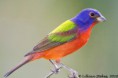 /album/science-center/painted-bunting-lillianstokes-jpg/